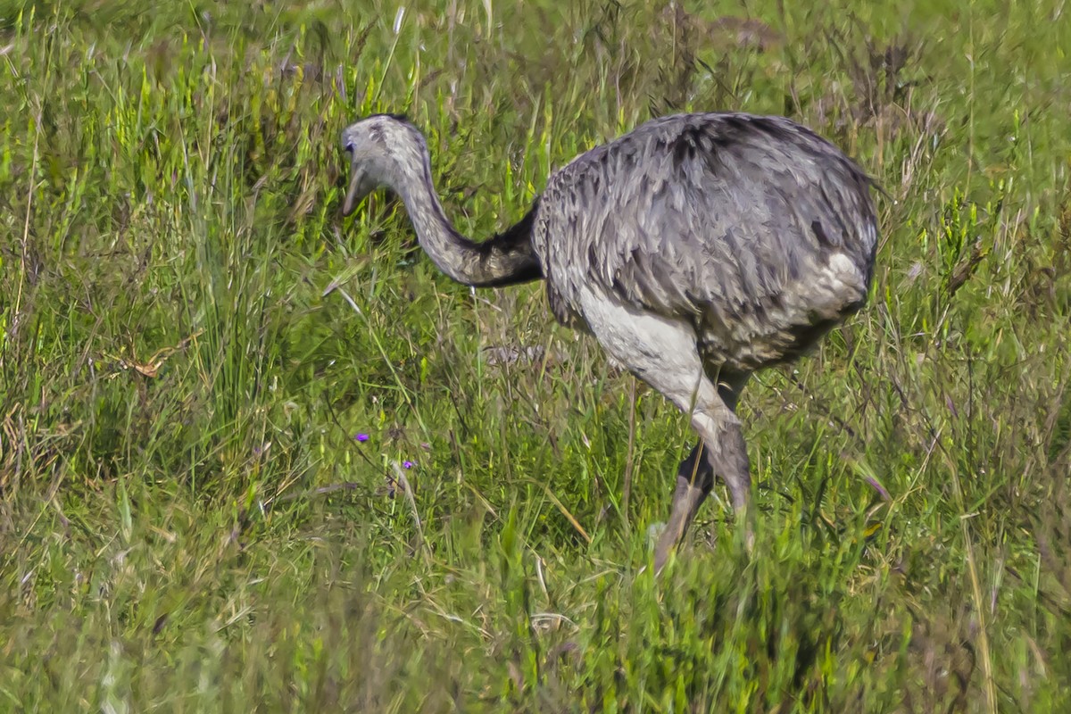Greater Rhea - ML645061270