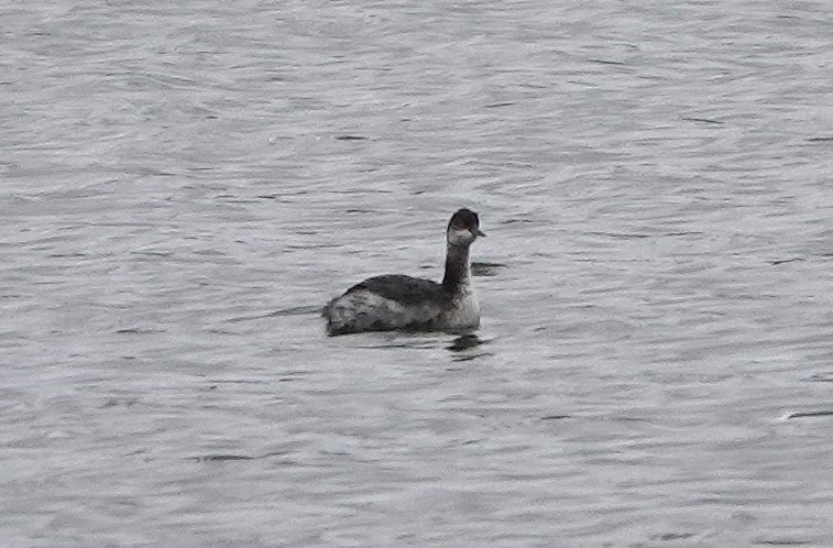 Eared Grebe - ML645061275
