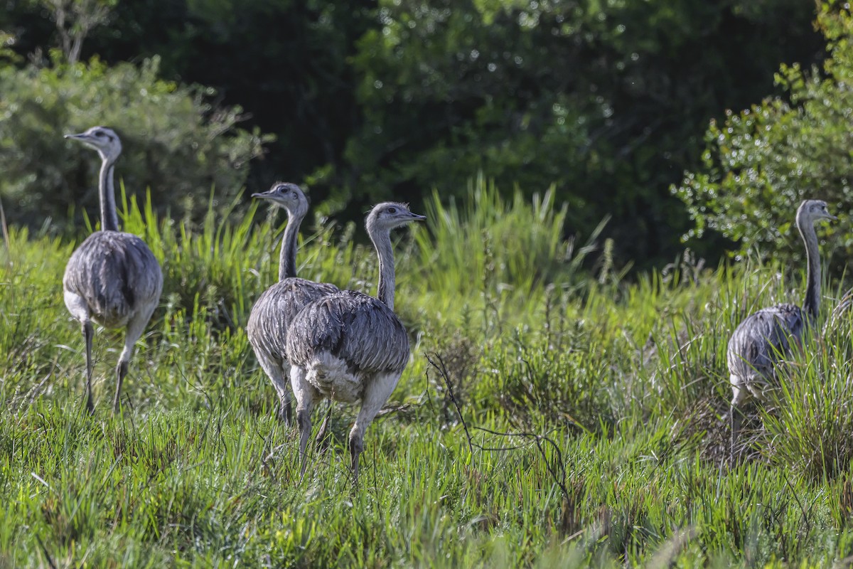 Greater Rhea - ML645061299