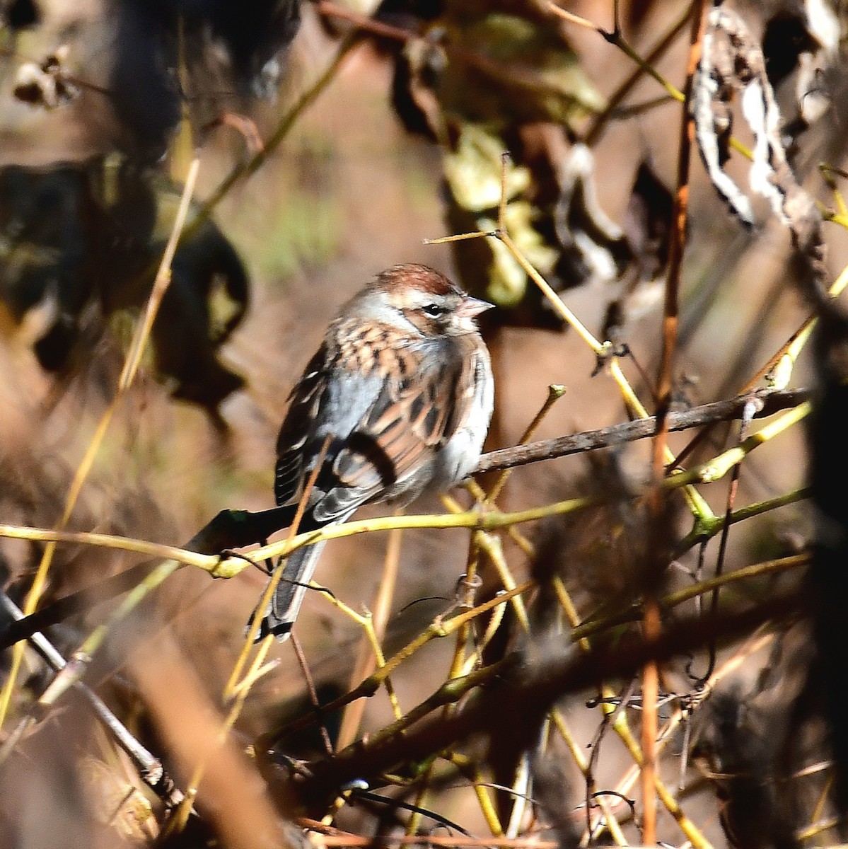 Chipping Sparrow - ML645061300
