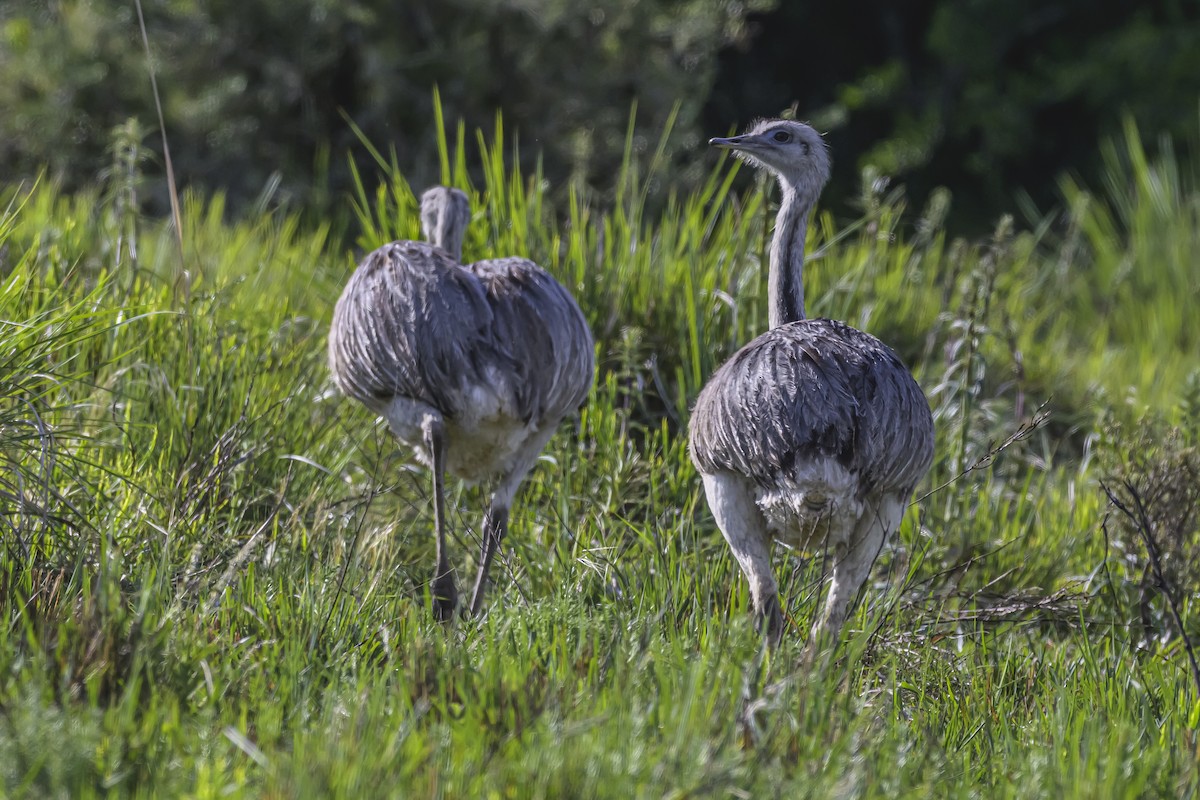 Greater Rhea - ML645061301
