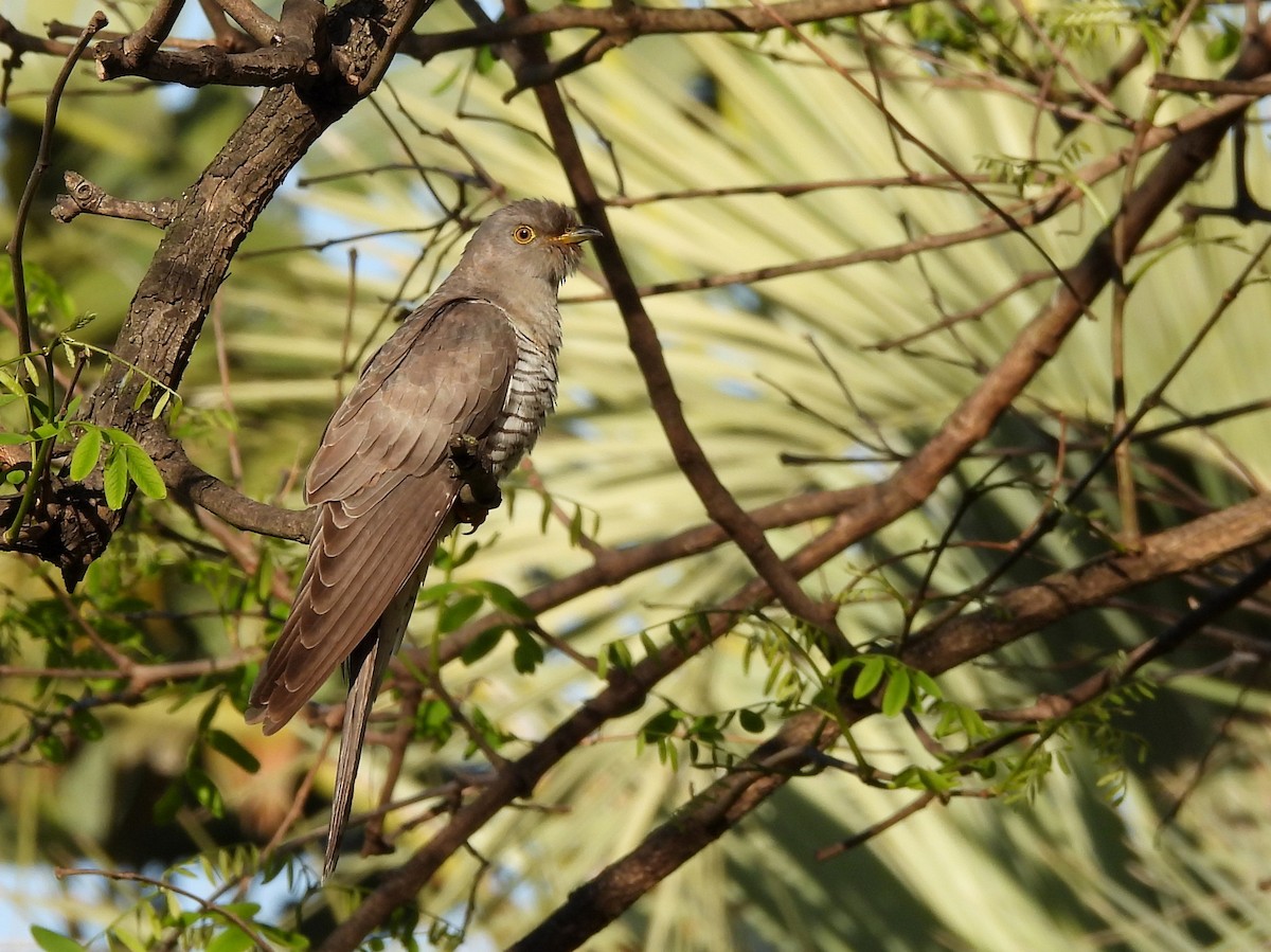 大杜鵑 - ML645061303