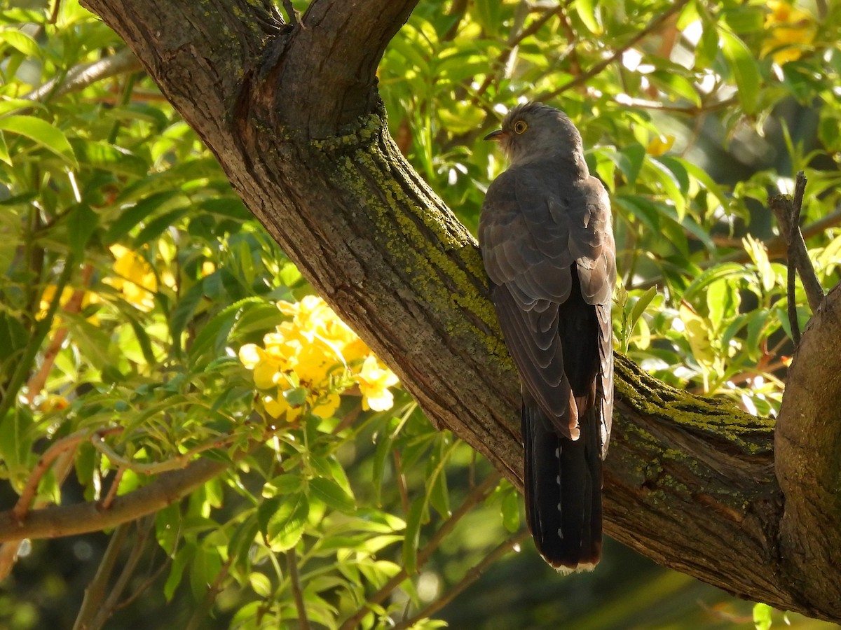 大杜鵑 - ML645061304