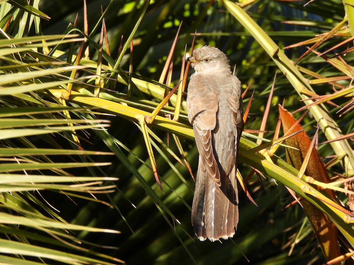 大杜鵑 - ML645061306