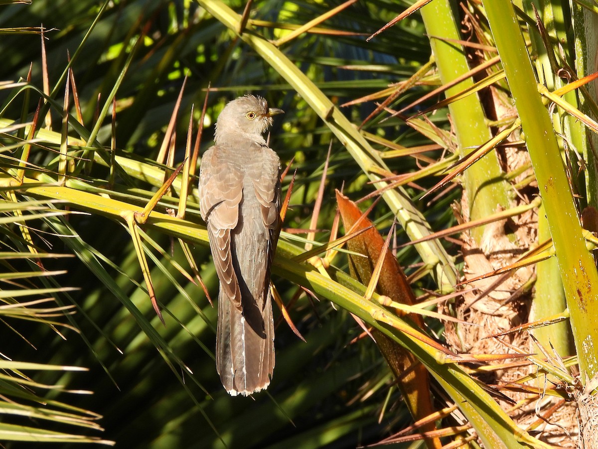 大杜鵑 - ML645061307