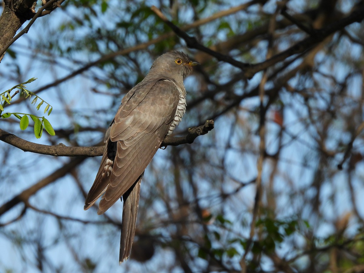 大杜鵑 - ML645061308