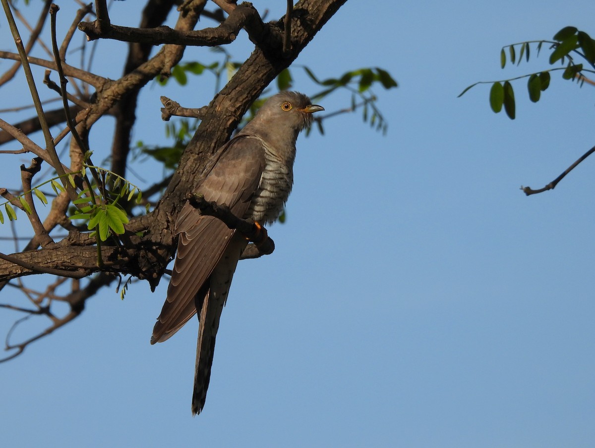 大杜鵑 - ML645061309