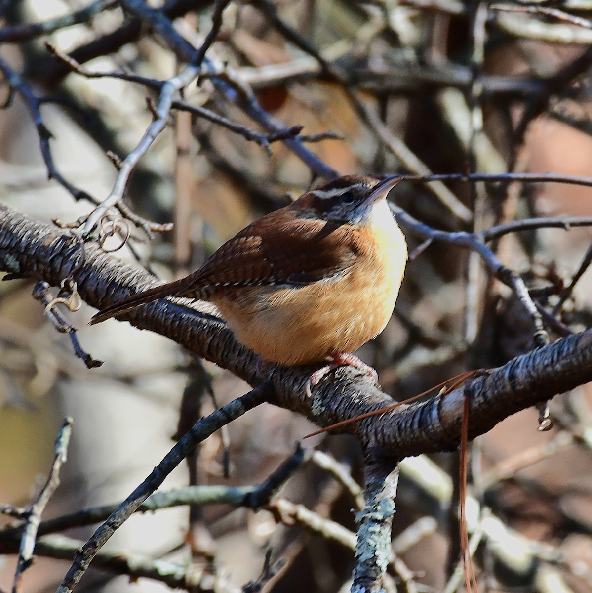 Carolina Wren - ML645061313