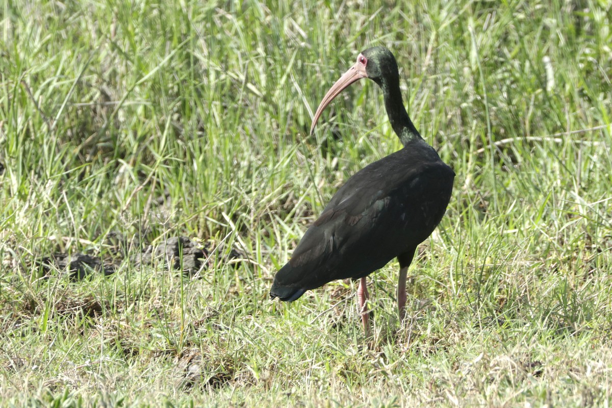 Ibis Afeitado - ML645061316