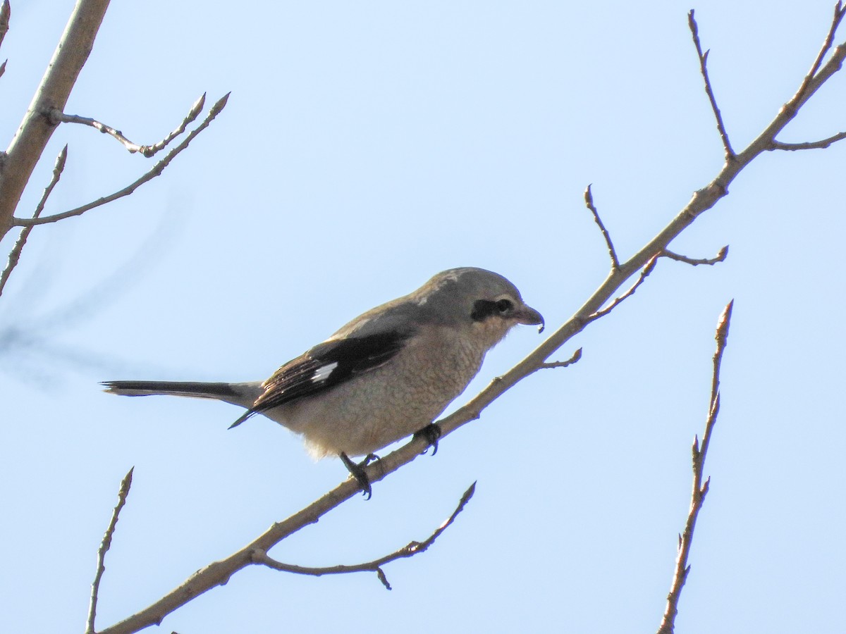 Northern Shrike - ML645061319
