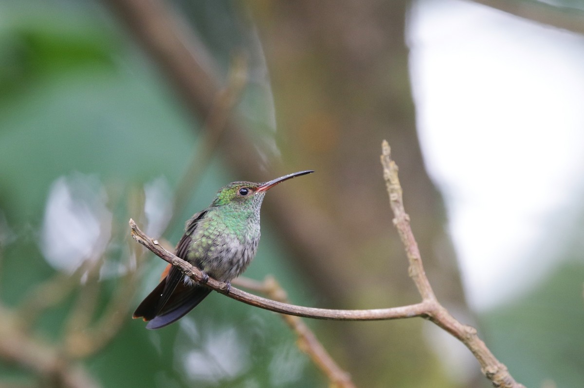 Rufous-tailed Hummingbird - ML645061324