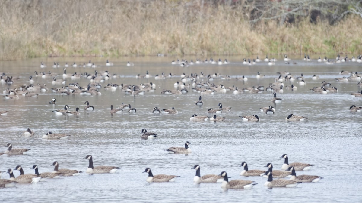Canada Goose - ML645061325