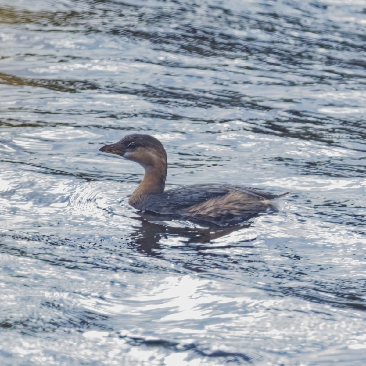 Pied-billed Grebe - ML645061338