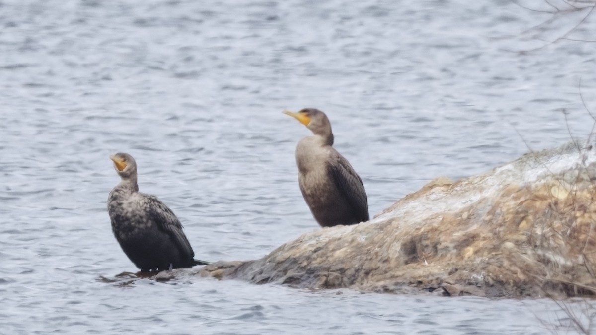 Double-crested Cormorant - ML645061340