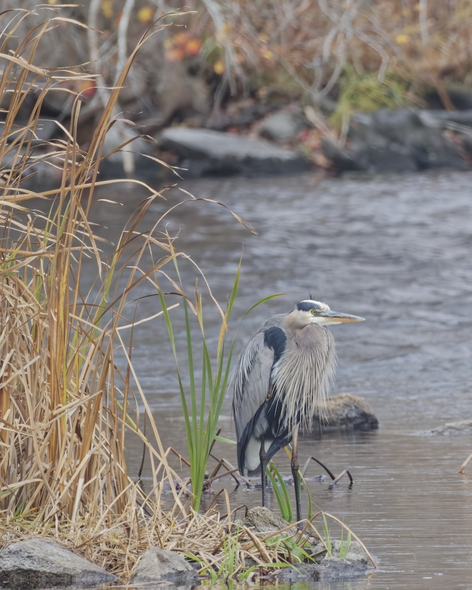 Great Blue Heron - ML645061347