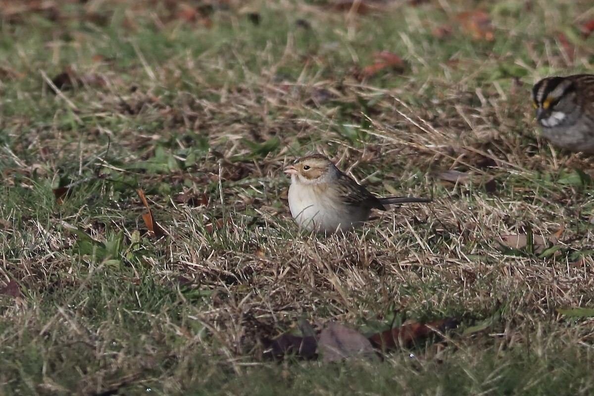 Clay-colored Sparrow - ML645061354