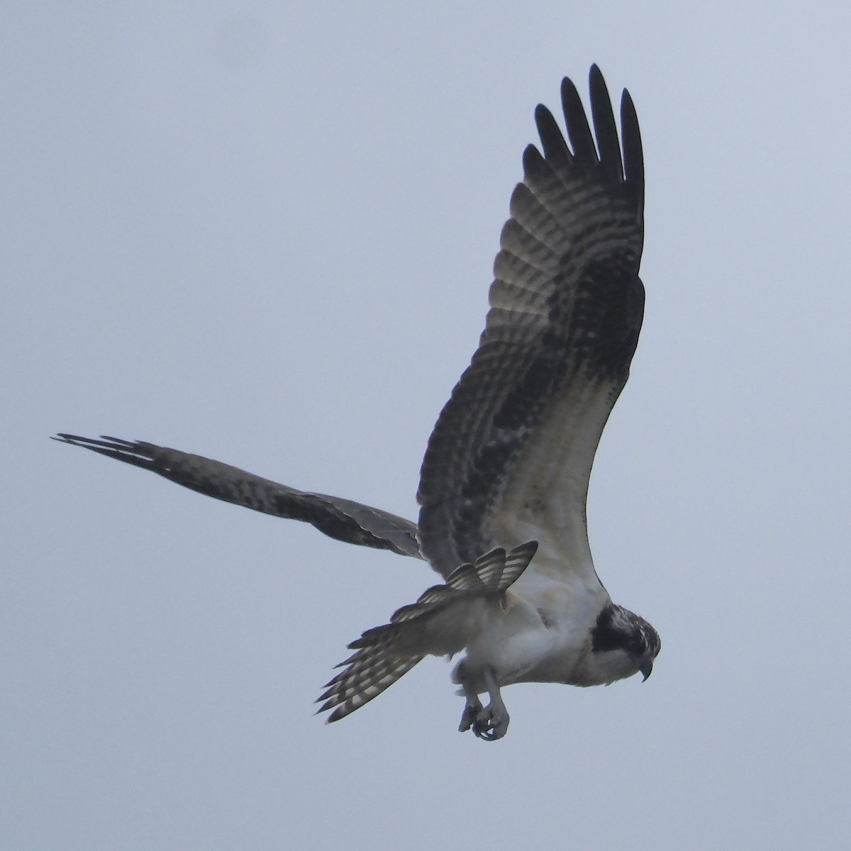 Osprey - ML645061358