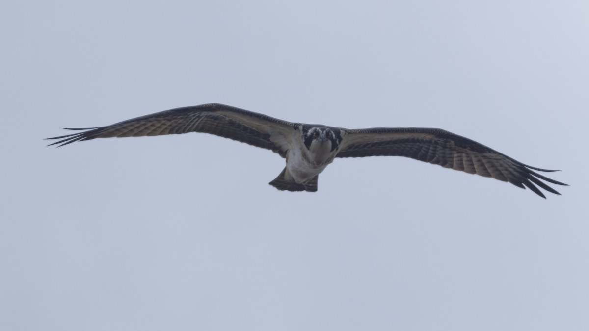 Osprey - ML645061359