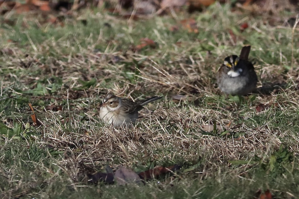 Clay-colored Sparrow - ML645061363
