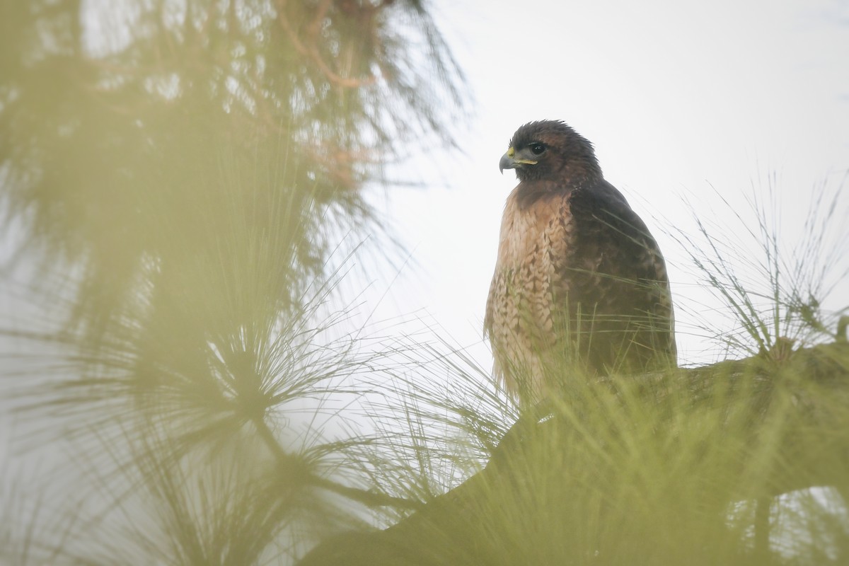 Red-tailed Hawk - ML645061368