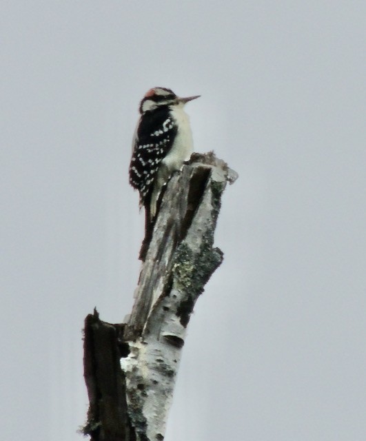 Downy Woodpecker - ML645061380
