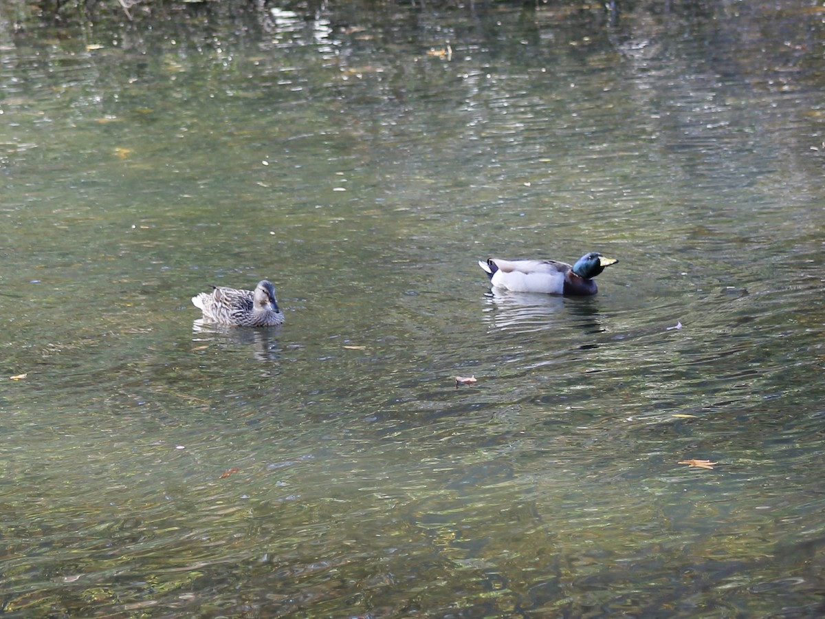 Mallard - ML645061386