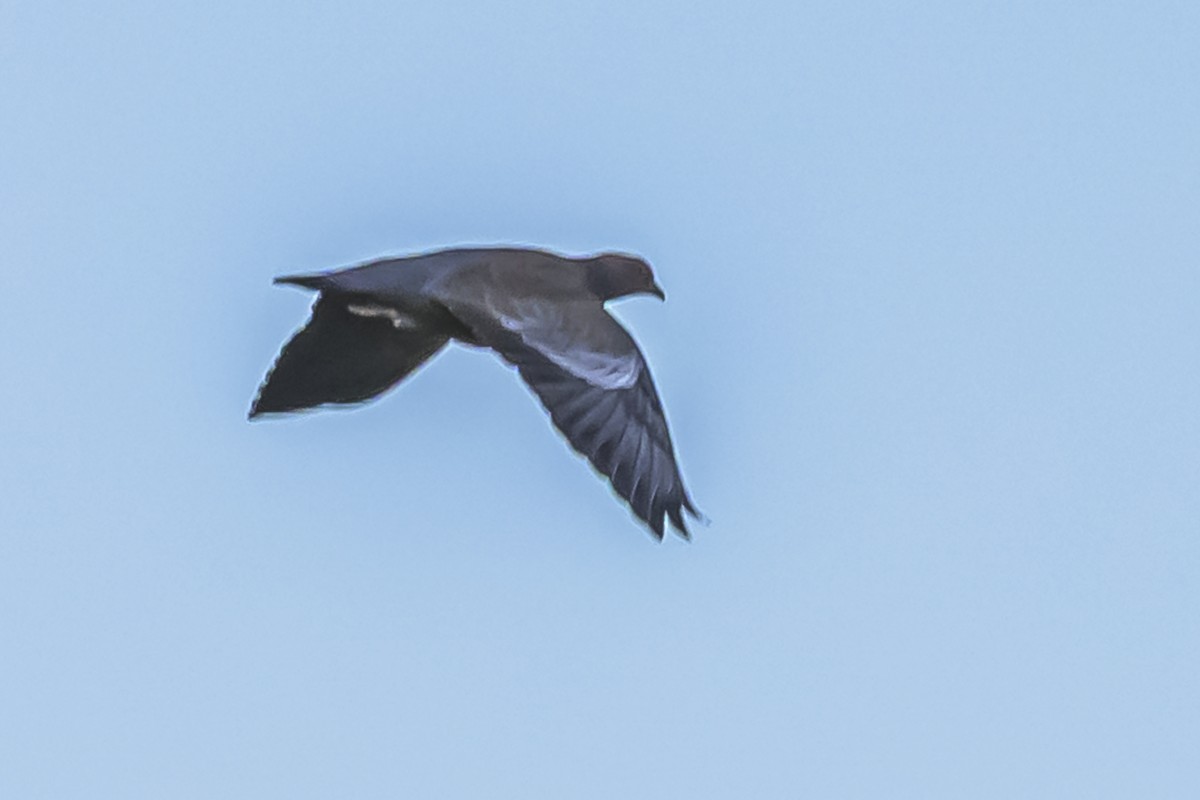 Pikazuro Güvercini - ML645061390