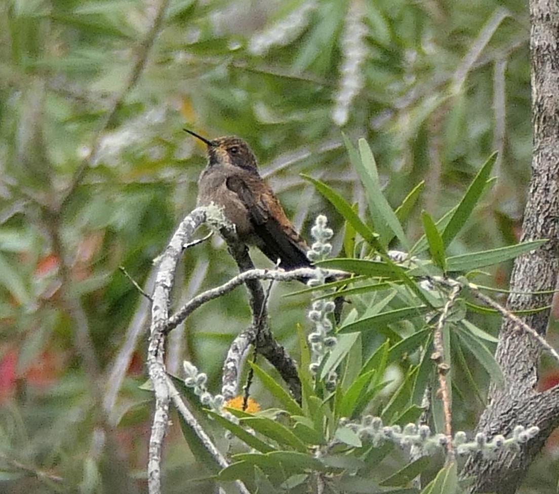 Brown Violetear - ML645061398