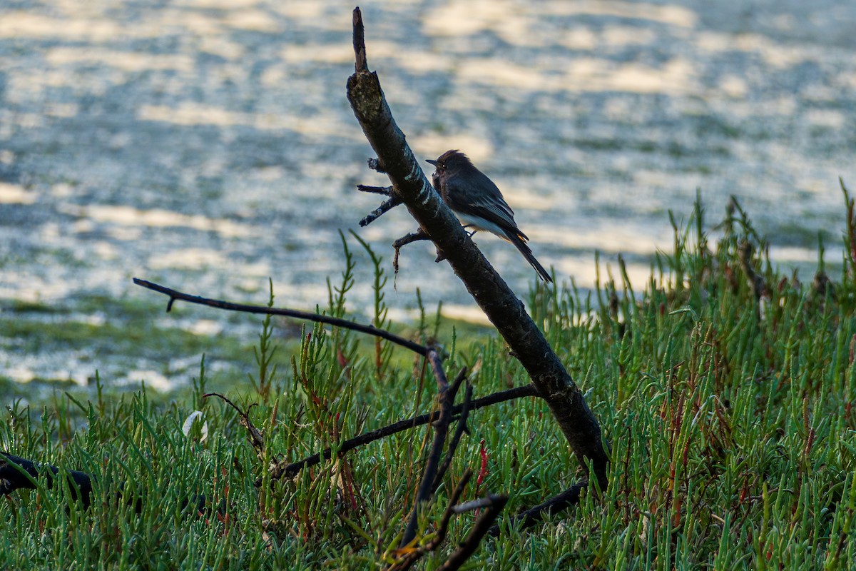 Black Phoebe - ML645061425