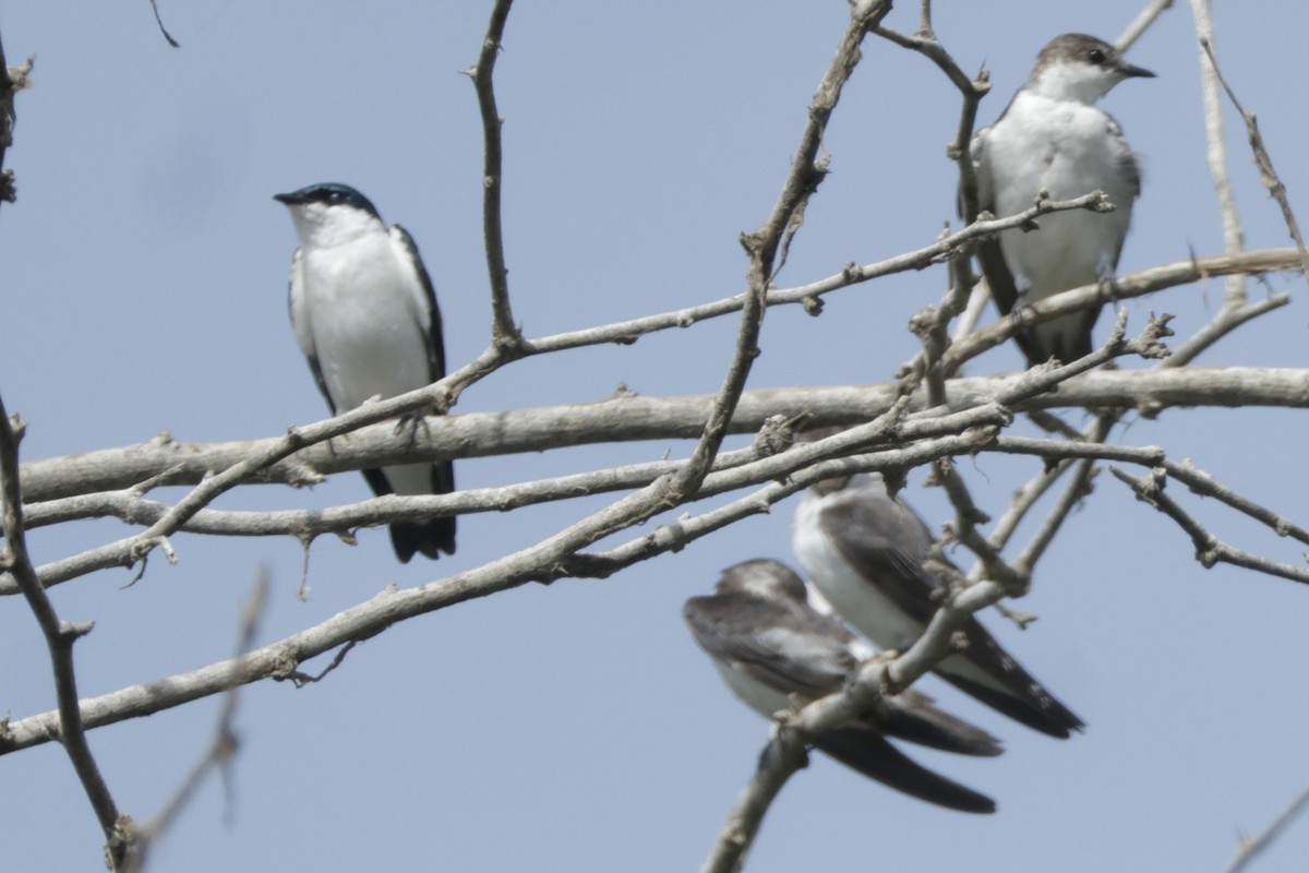 White-winged Swallow - ML645061438