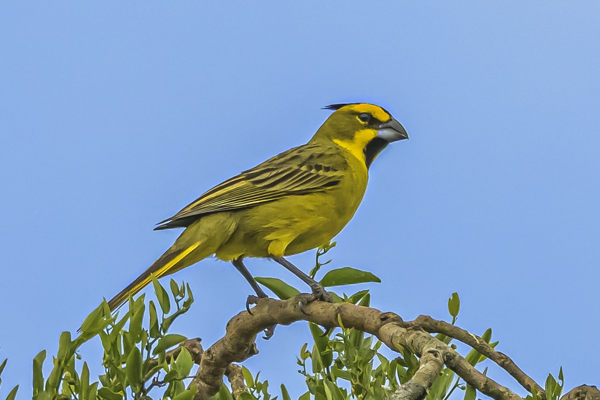 Gobernador Crestado - ML645061439