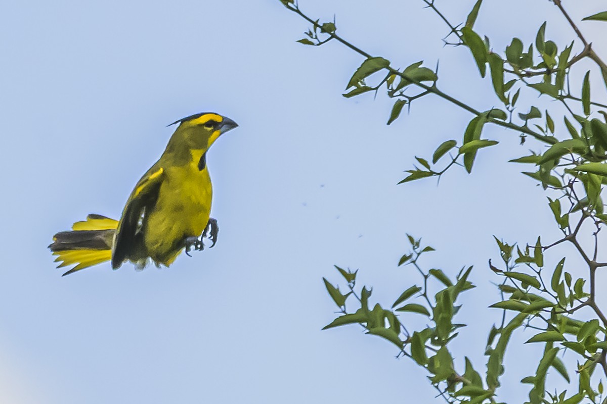 Gobernador Crestado - ML645061440