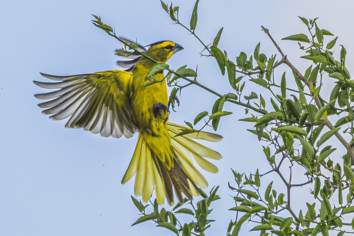 Gobernador Crestado - ML645061441