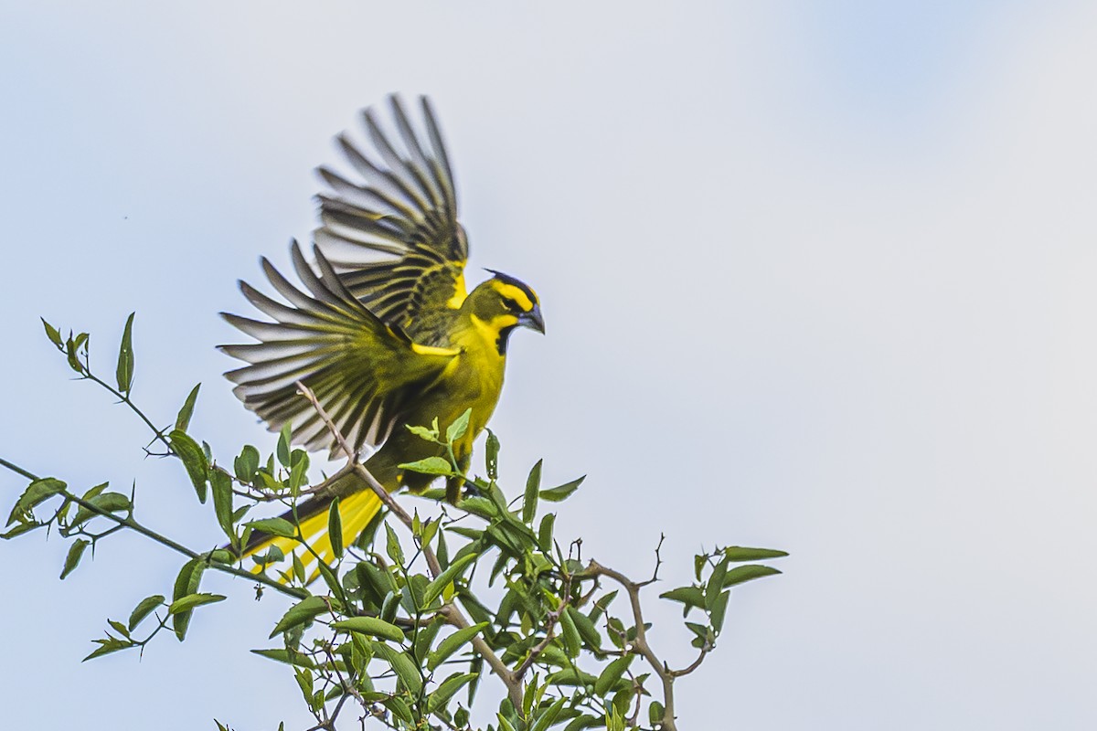Gobernador Crestado - ML645061450