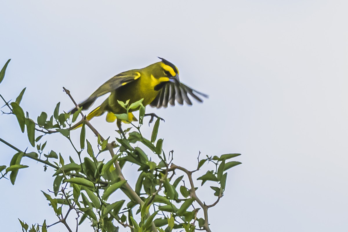 Gobernador Crestado - ML645061452