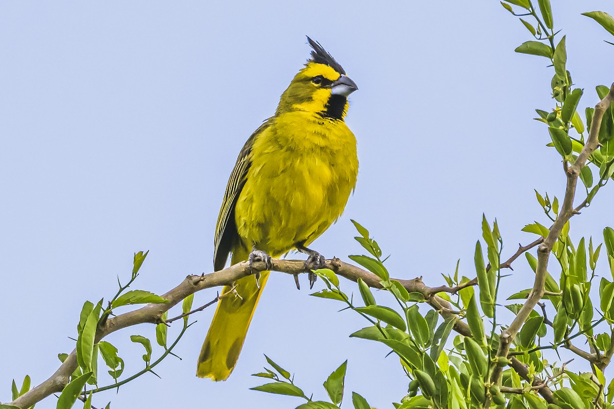 Gobernador Crestado - ML645061457