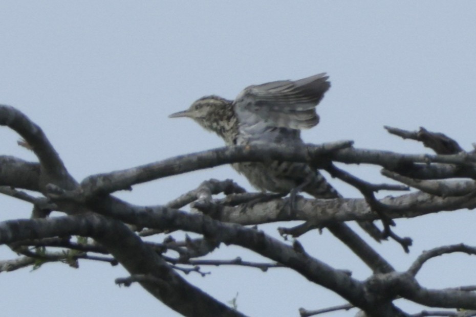 Stripe-backed Wren - ML645061467