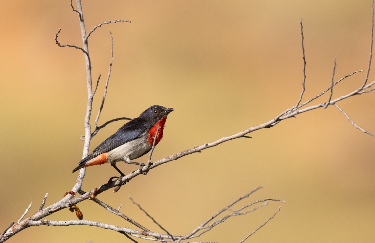 Picaflores Golondrina - ML645061472