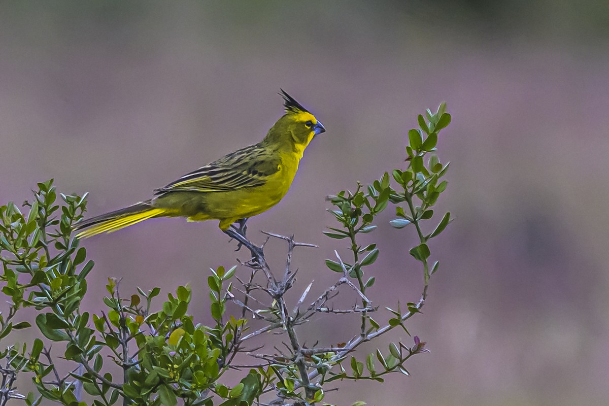 Gobernador Crestado - ML645061474