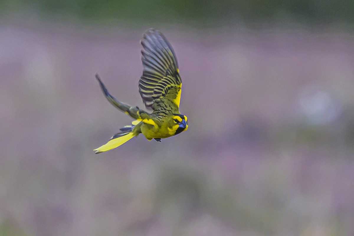 Gobernador Crestado - ML645061477