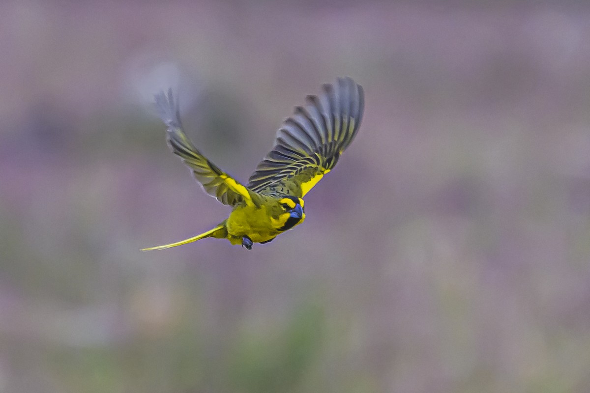 Gobernador Crestado - ML645061480