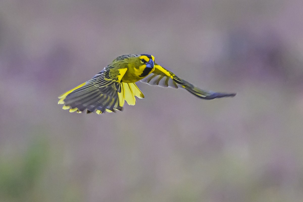 Gobernador Crestado - ML645061487