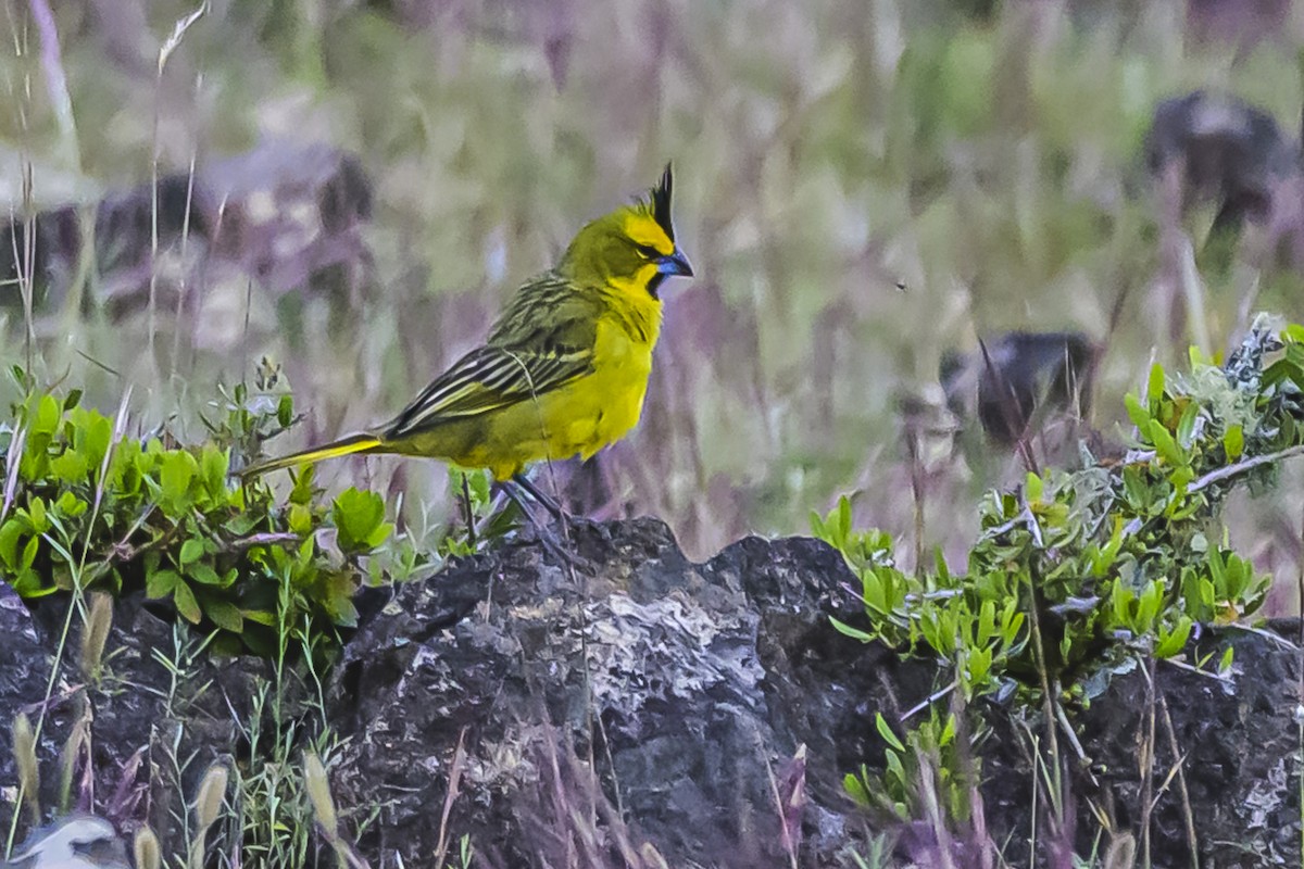 Gobernador Crestado - ML645061488