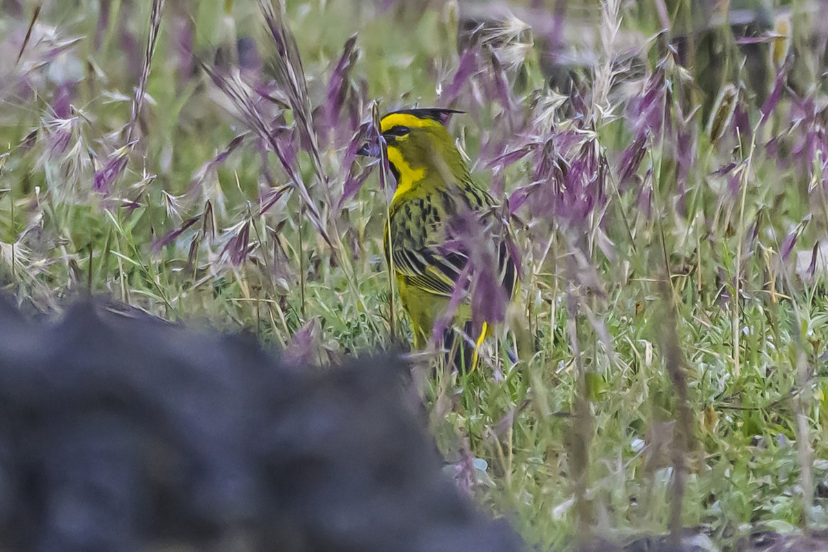 Gobernador Crestado - ML645061491