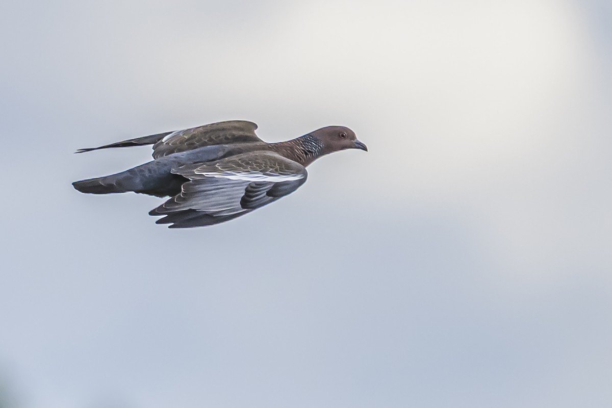 Pikazuro Güvercini - ML645061505