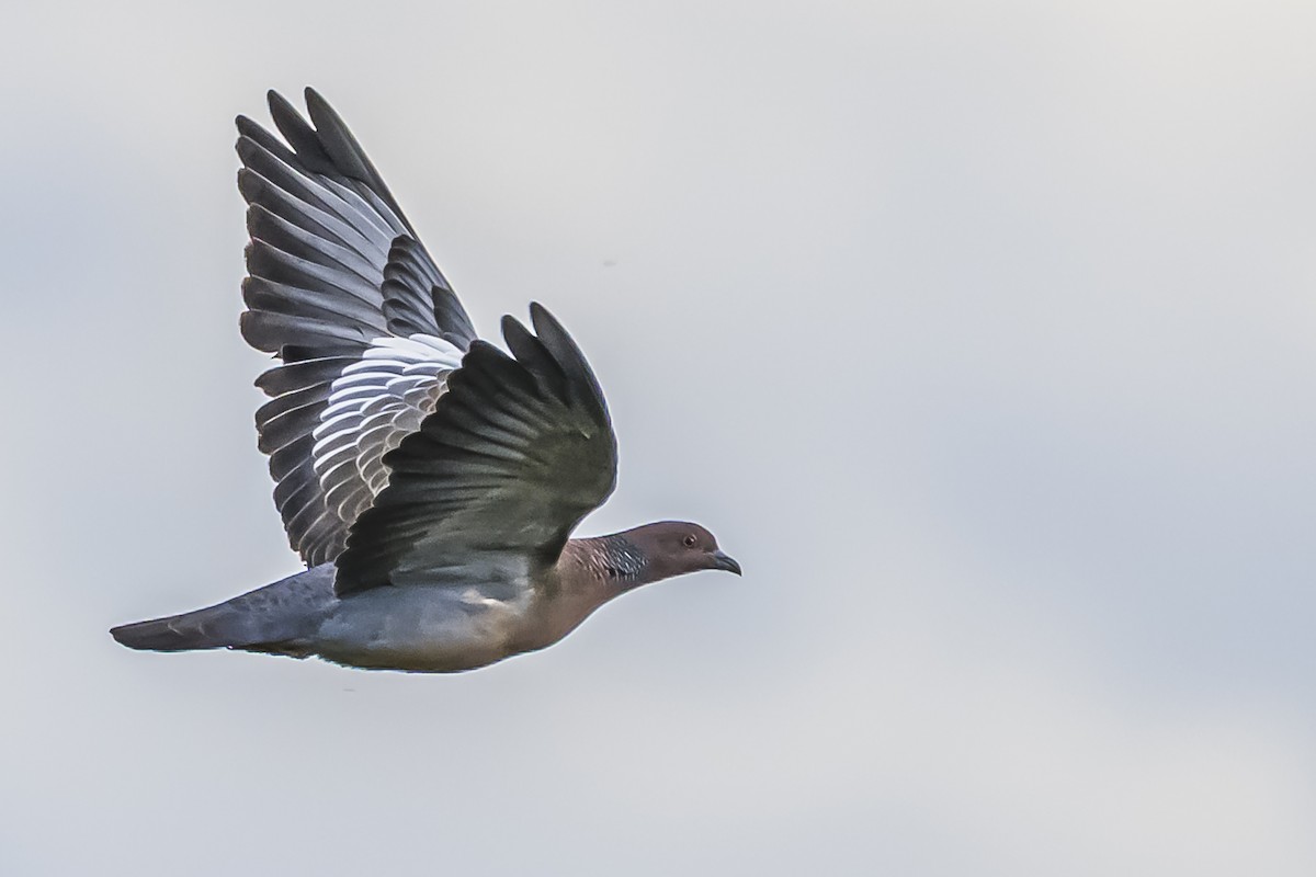 Pikazuro Güvercini - ML645061507