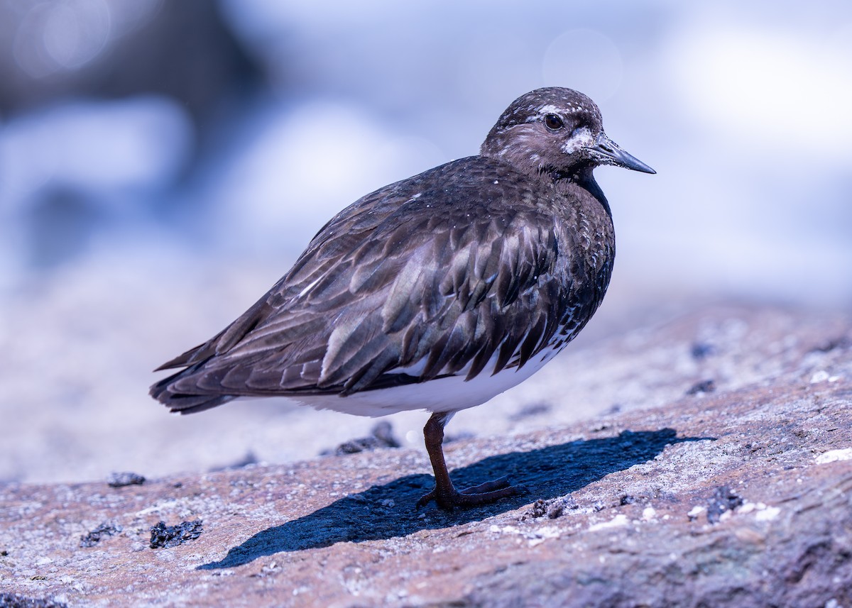Black Turnstone - ML645061508