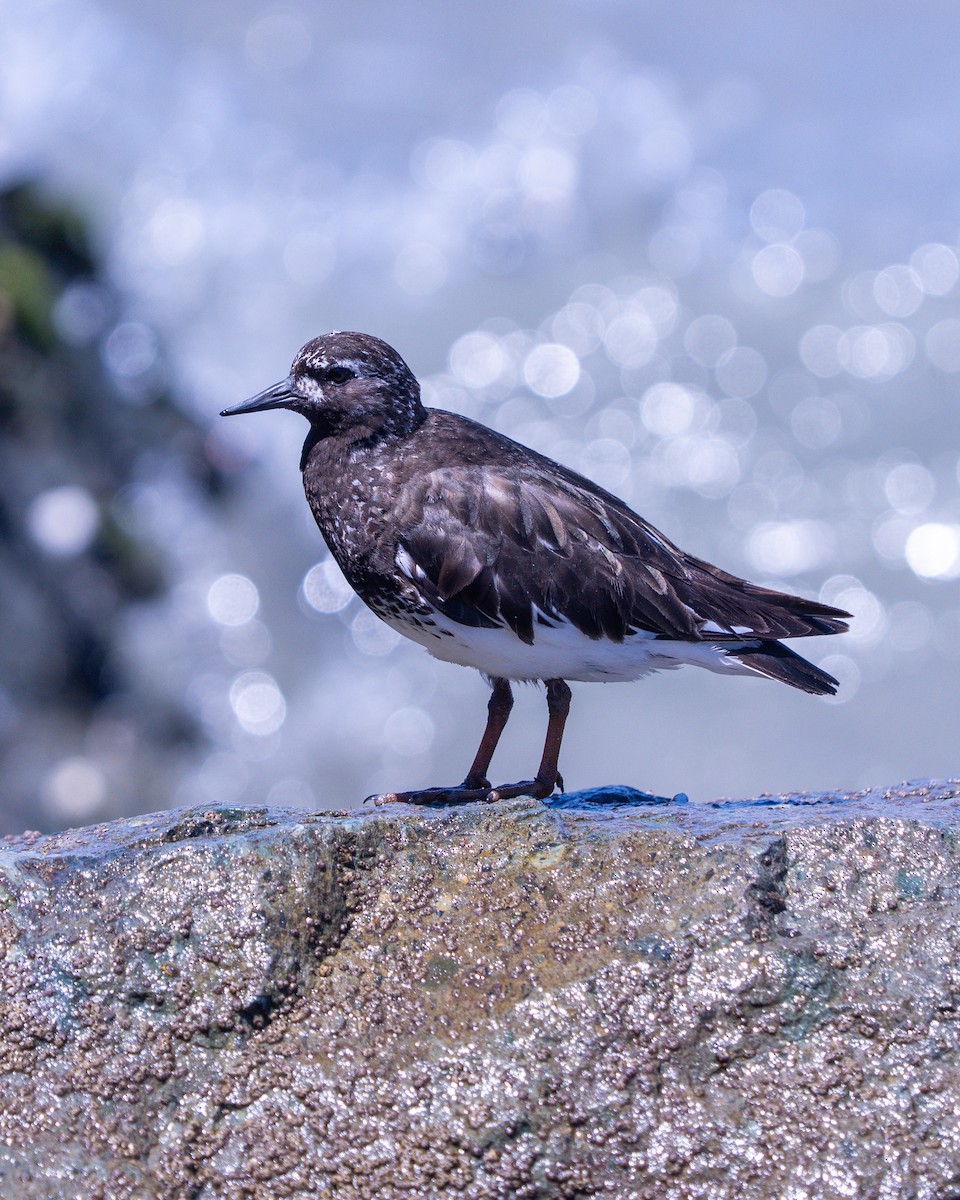 Black Turnstone - ML645061509