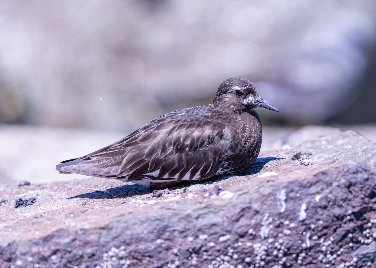 Black Turnstone - ML645061510