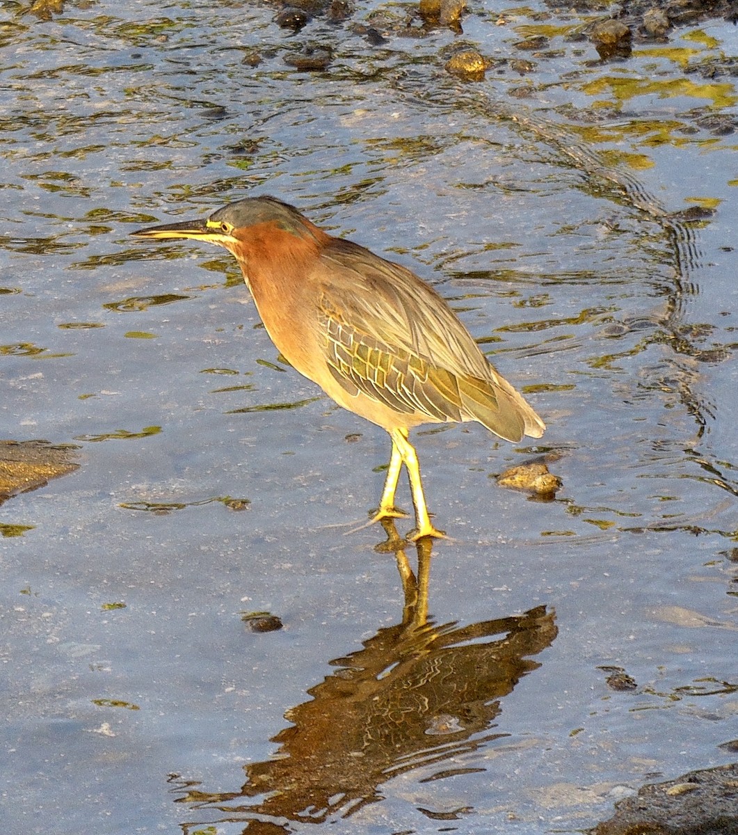 Green Heron - ML645061512